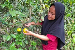 Donne agricoltrici salvano elefanti e foreste nel parco nazionale di Sumatra.