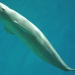 Ascoltare i porpore senza pinne: svelati i segreti della vita marina indiana.