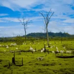 JBS in Nigeria: necessaria trasparenza prima dell’espansione del colosso della carne.