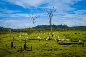 JBS in Nigeria: necessaria trasparenza prima dell’espansione del colosso della carne.