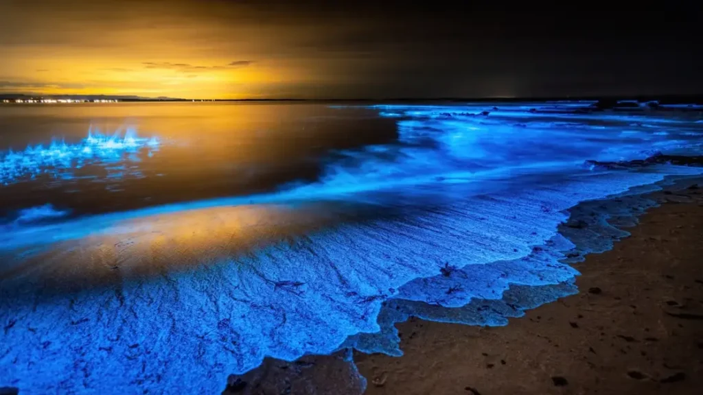 I migliori luoghi per vedere la bioluminescenza: esperienze mozzafiato per avventure indimenticabili.