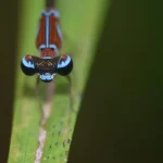 Libellule proteggono acqua e lingue indigene in Colombia. Scopri come!