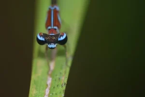 Libellule proteggono acqua e lingue indigene in Colombia. Scopri come!
