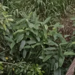 Pianta rara ‘Lost’ per 170 anni trovata in Sri Lanka: scoperta eccezionale della botanica.