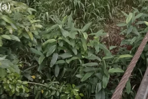 Pianta rara ‘Lost’ per 170 anni trovata in Sri Lanka: scoperta eccezionale della botanica.