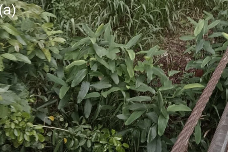 Pianta rara ‘Lost’ per 170 anni trovata in Sri Lanka: scoperta eccezionale della botanica.