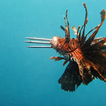 La vendetta dei sub honduregni contro i pesce leone. Lotta efficace per proteggere i fondali.