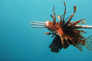 La vendetta dei sub honduregni contro i pesce leone. Lotta efficace per proteggere i fondali.