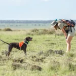 Cani da rilevamento: alleati nella caccia a specie elusive, dai gatti ai pangolini.