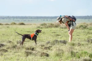 Cani da rilevamento: alleati nella caccia a specie elusive, dai gatti ai pangolini.