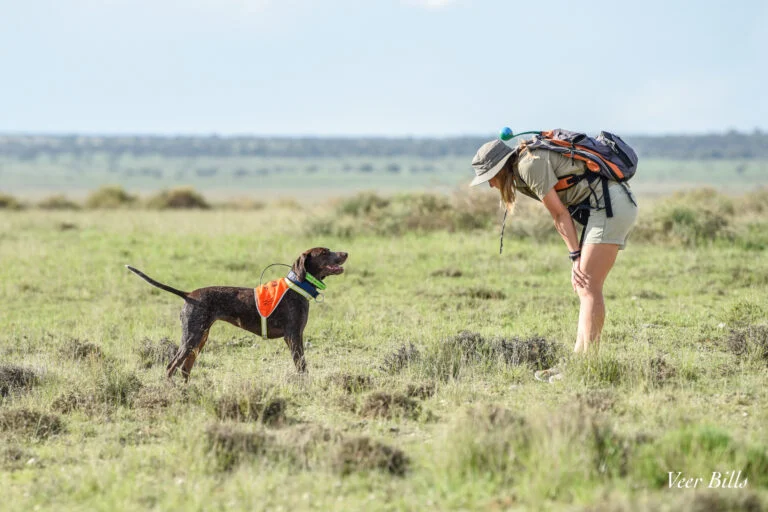 Cani da rilevamento: alleati nella caccia a specie elusive, dai gatti ai pangolini.