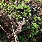 Il albero più solo del mondo: una curiosità affascinante da scoprire.