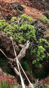 Il albero più solo del mondo: una curiosità affascinante da scoprire.