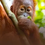 Una foto può salvare gli orangotanghi? Scopri il potere della fotografia per la conservazione.