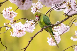 Specie aliene invasive in aumento a Roma: allerta per gli agronomi locali.