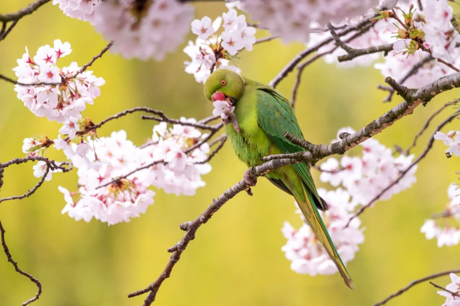 Specie aliene invasive in aumento a Roma: allerta per gli agronomi locali.