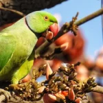 La natura nelle città: il progetto ‘My Wild City’ ne evidenzia l’importanza vitale.