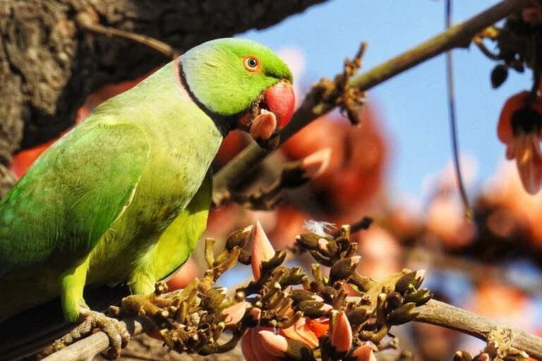 La natura nelle città: il progetto ‘My Wild City’ ne evidenzia l’importanza vitale.