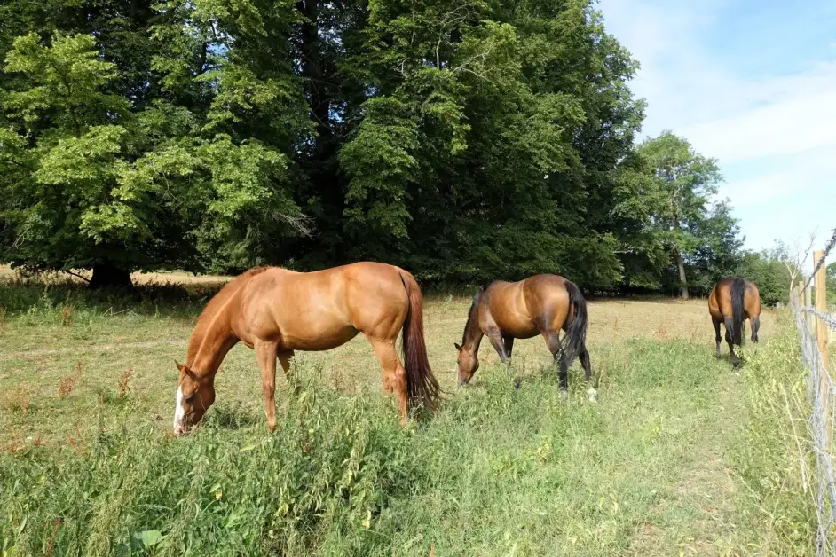 Il cavallo: una risorsa indispensabile per l’agricoltura moderna e sostenibile.