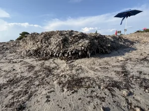Parte in dieci Comuni della Sardegna la campagna “Non sono un’alga” per la tutela della posidonia