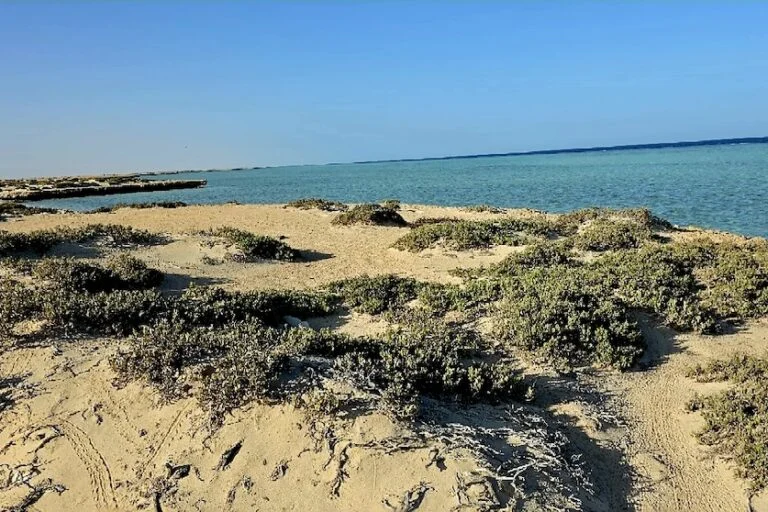 Importanza della conoscenza ecologica nelle conservazione: il deserto dell’Egitto ne è un esempio lampante.