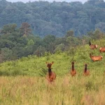 Fauna selvatica nell’est degli Stati Uniti: una nuova rinascita emozionante.