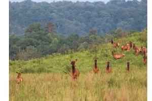 Fauna selvatica nell’est degli Stati Uniti: una nuova rinascita emozionante.
