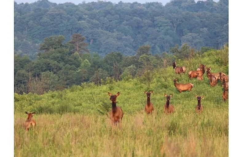 Fauna selvatica nell’est degli Stati Uniti: una nuova rinascita emozionante.
