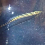 Guida locale riporta alla luce il pesce ago spinacino, assente da 40 anni.