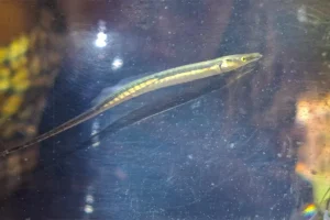 Guida locale riporta alla luce il pesce ago spinacino, assente da 40 anni.