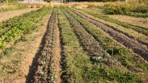 Liguria potenzia agricoltura: aumentano di un milione le risorse per il bando SRG01.