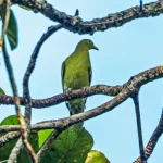 Piccione verde di Timor a rischio estinzione: allerta dopo anni di inattività.