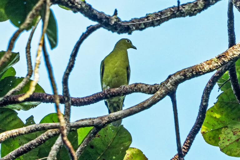 Piccione verde di Timor a rischio estinzione: allerta dopo anni di inattività.