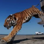 Il Kazakhstan reinserisce il primo tigre selvatica dopo 70 anni di assenza.