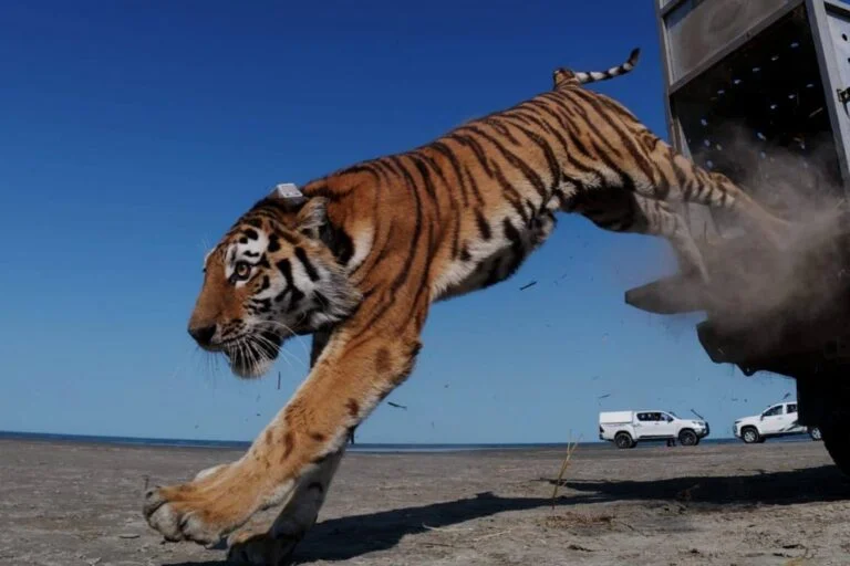 Il Kazakhstan reinserisce il primo tigre selvatica dopo 70 anni di assenza.