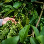 Il caffè a basso costo minaccia le preziose foreste tropicali del Vietnam.