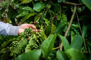 Il caffè a basso costo minaccia le preziose foreste tropicali del Vietnam.