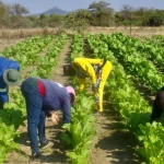 Scuola sudafricana utilizza letame di bovino per produrre biogas e cucinare pasti.