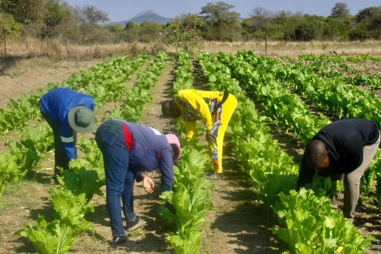 Scuola sudafricana utilizza letame di bovino per produrre biogas e cucinare pasti.