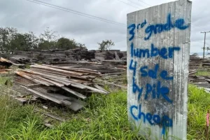 Mennoniti in Belize: come hanno acquisito terreni e dominato le foreste.