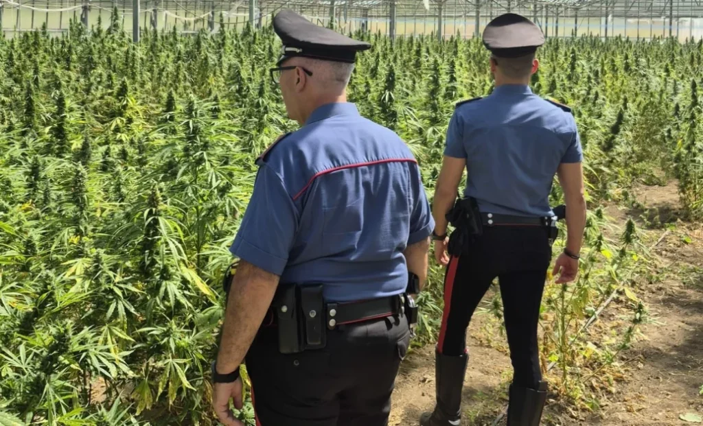 Droga, maxi sequestro di marijuana nel Cagliaritano: arrestato un 65enne