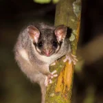 La scomparsa dei grandi alberi australiani e l’impatto del disboscamento.