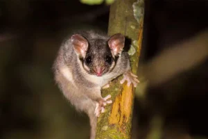La scomparsa dei grandi alberi australiani e l’impatto del disboscamento.