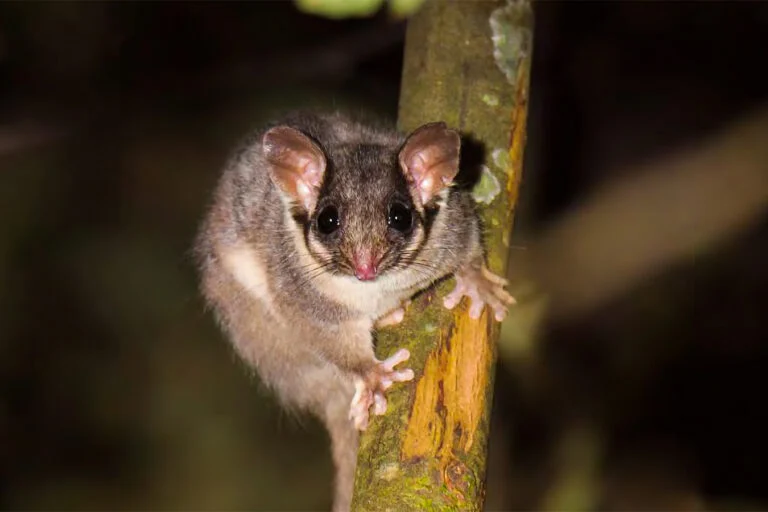 La scomparsa dei grandi alberi australiani e l’impatto del disboscamento.