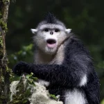 Proteggere i primati tutela anche migliaia di altre specie, secondo uno studio recente.