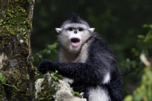 Proteggere i primati tutela anche migliaia di altre specie, secondo uno studio recente.