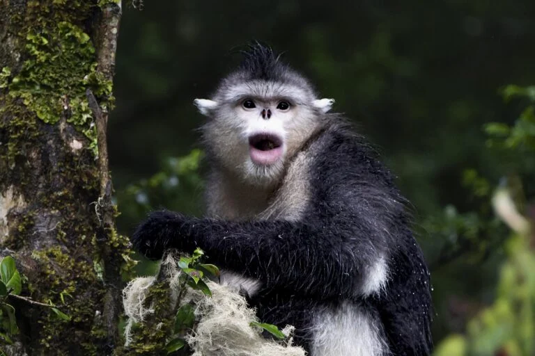 Proteggere i primati tutela anche migliaia di altre specie, secondo uno studio recente.