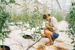 Laurea essenziale per gestire aziende agricole non familiari. Guidare business agricoli moderni.