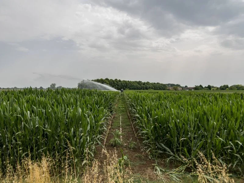 Siccità e incendi devastano l’agricoltura italiana: danni oltre tre miliardi di euro.