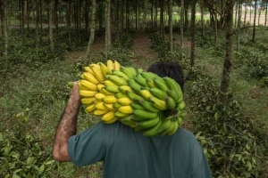 Soluzioni innovative per la ripristino delle foreste: un futuro verde e sostenibile.